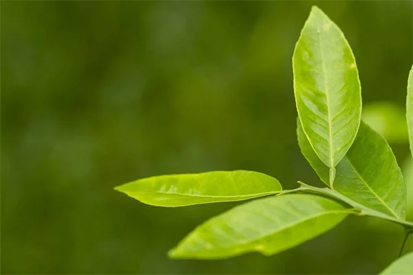 赤い葉の植物を育てる失敗と成功の分かれ道