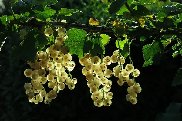 9月の芝生手入れはこれで決まり！プロの経験から厳選した7つの実践ポイント