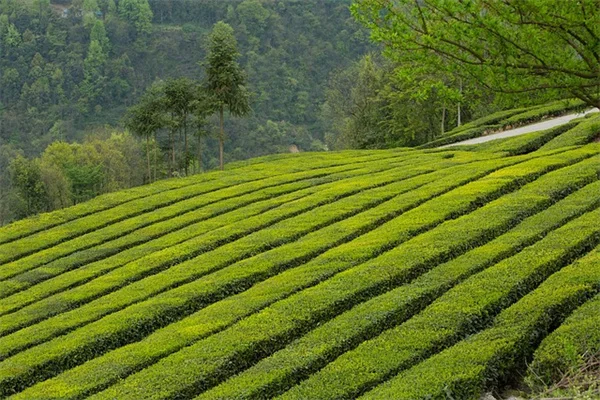 夏の終わりまで咲き続ける！長花期一年草6選
