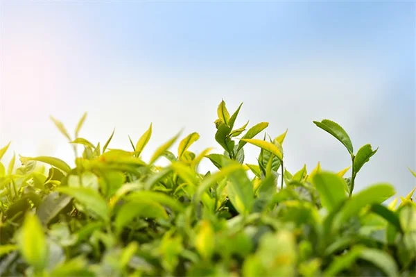 鉢植えの肥料、正しいやり方とは？私が10年培ってきた実践的コツ