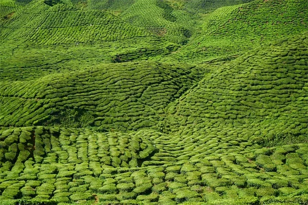 华丽外表却无需打理？这些低维护开花植物让园艺更轻松
